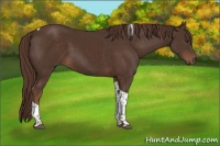 Horse Color:Liver Chestnut Tobiano 