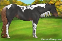 Horse Color:Liver Chestnut Tobiano 