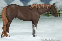 Horse Color:Liver Chestnut Tobiano