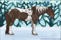 Horse Color:Liver Chestnut Tobiano 