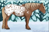 Horse Color:Chestnut Appaloosa 