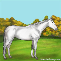Horse Color:Gray Bay