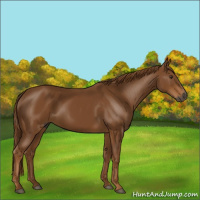 Horse Color:Gray Chestnut 
