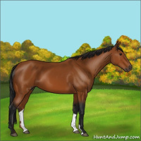 Horse Color:Gray Bay 