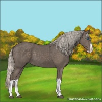 Horse Color:Silver Black Splash