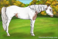 Horse Color:Silver Bay Roan Splash Tobiano Frame Appaloosa 