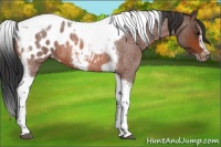 Horse Color:Bay Roan Splash Tobiano Frame Appaloosa 