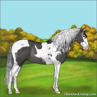 Horse Color:Black Splash Tobiano Rabicano 