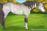 Horse Color:Nacre Brown Chinchilla 