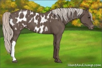 Horse Color:Silver Black Appaloosa 