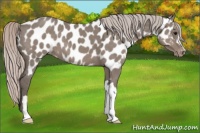 Horse Color:Silver Grullo Appaloosa 