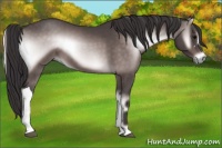 Horse Color:Platinum Buckskin Onyx 