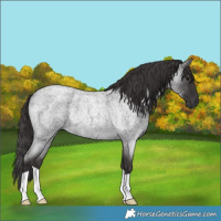 Horse Color:Smoky Blue Roan Rabicano 