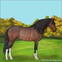 Horse Color:Brown Roan Rabicano 