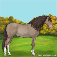 Horse Color:Classic Champagne Roan Rabicano 