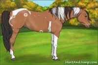 Horse Color:Bay Tobiano 