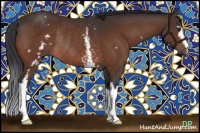 Horse Color:White Spotted Brown Rabicano 