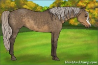 Horse Color:Silver Smoky Grullo 