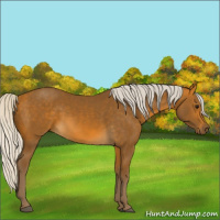 Horse Color:Silver Buckskin 
