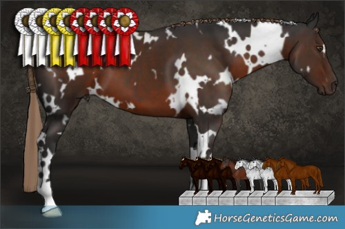 Horse Color:White Spotted Liver Chestnut 