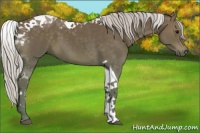 Horse Color:Silver Black Tobiano