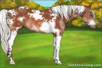 Horse Color:Silver Bay Splash Tobiano Frame Rabicano 