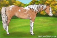 Horse Color:Silver Bay Splash Tobiano 