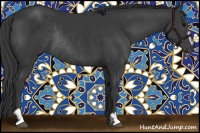 Horse Color:Black Sabino Rabicano 