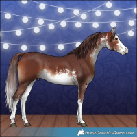 Horse Color:White Spotted Chocolate Bay Rabicano
