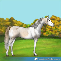 Horse Color:White Spotted Buckskin Splash Tobiano Varnish 