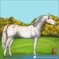 Horse Color:White Spotted Palomino  and White Spotted Chocolate Palomino Splash Appaloosa 