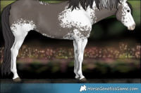 Horse Color:White Spotted Smoky Grullo Sabino 