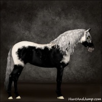 Horse Color:Void Silver Amber Champagne Ice Dun Splash Frame 