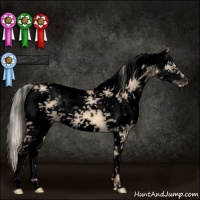 Horse Color:Void White Spotted Silver Amber Champagne Dun Splash Frame 