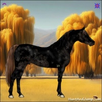 Horse Color:Void Liver Chestnut Tobiano 
