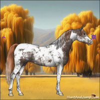 Horse Color:Liver Chestnut Tobiano 