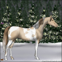 Horse Color:Grullo Pearl Tobiano