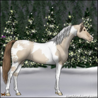 Horse Color:Grullo Pearl Tobiano 