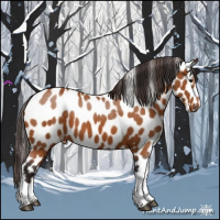 Horse Color:Buckskin Appaloosa 