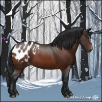 Horse Color:Brown Appaloosa 