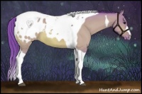 Horse Color:Watercolor Bay Dun Tobiano Appaloosa 