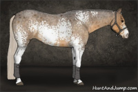 Horse Color:White Spotted Silver Smoky Blue Roan 