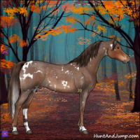 Horse Color:White Spotted Liver Red Roan 