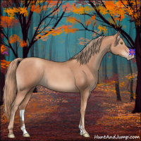 Horse Color:Gold Champagne Sabino 