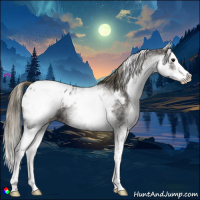 Horse Color:White Spotted Smoky Black Splash Appaloosa 