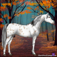 Horse Color:White Spotted Bay Dun 