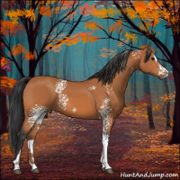 Horse Color:White Spotted Bay Sabino 
