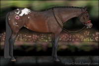 Horse Color:Bay Appaloosa