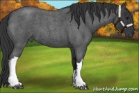 Horse Color:Blue Roan 