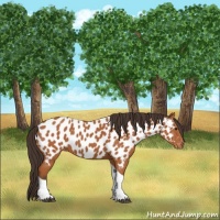 Horse Color:Bay Sabino Tobiano Appaloosa